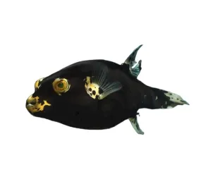 Dalmation Puffer (Arothron nigropunctatus) - Charming Colourful Inflatable Fish