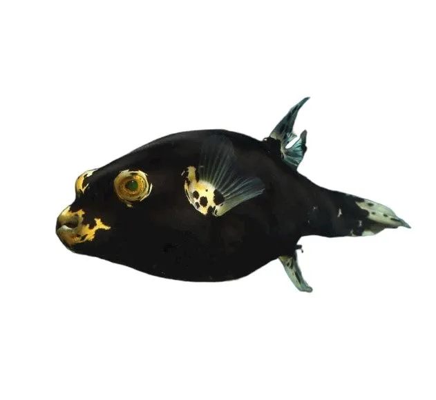 Dalmation Puffer (Arothron nigropunctatus) - Charming Colourful Inflatable Fish